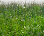 pickerelweed (Pontederia cordata)