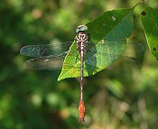 Russet-tipped clubtail (Stylurus plagiatus)