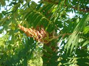 Smooth sumac (Rhus glabra)