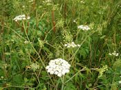 water hemlock (Cicuta maculata)