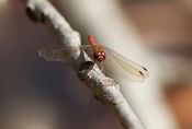 The autumn meadowhawk (Sympetrum vicinum)