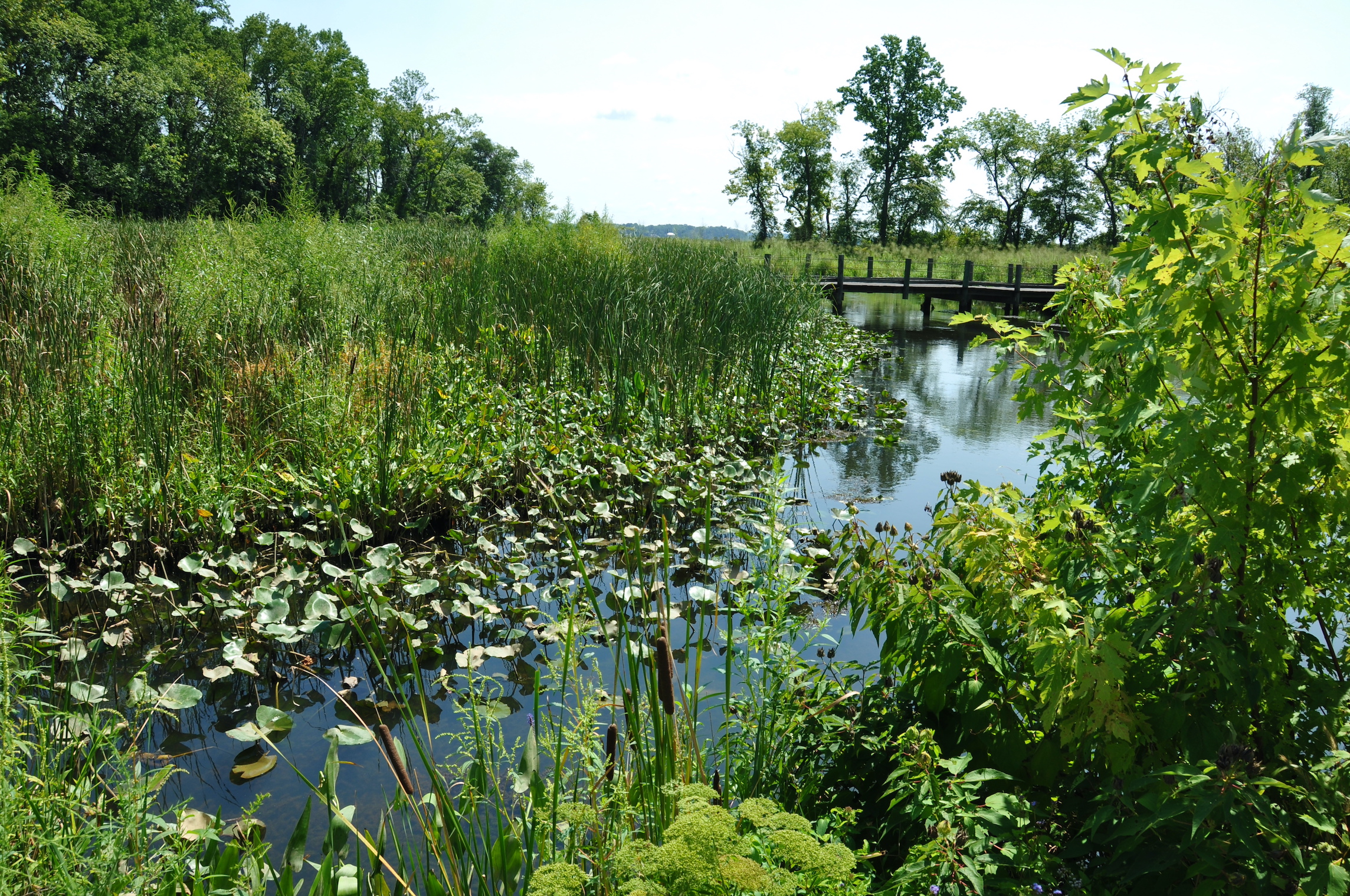 Dyke Marsh