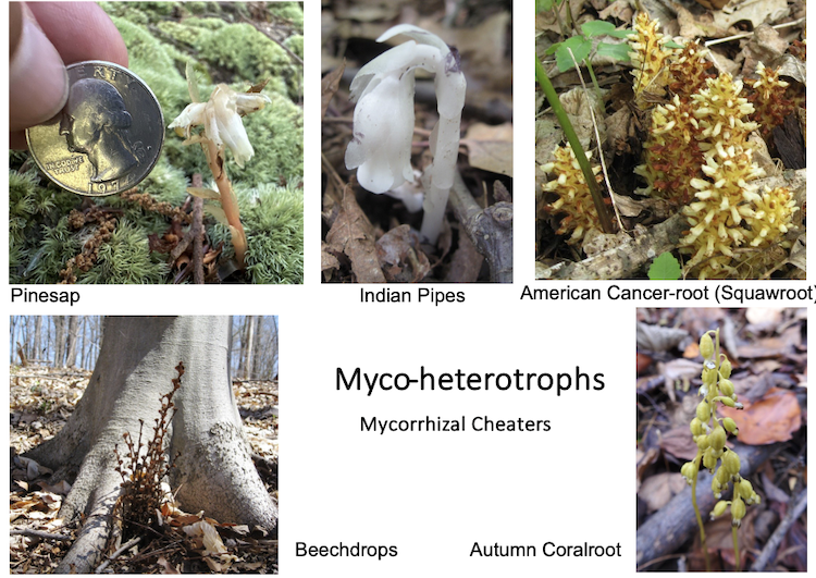 Mycorrhizal Cheaters