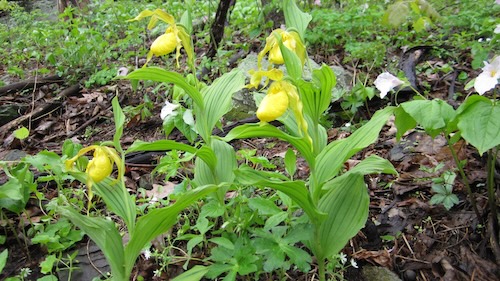 Yellow ladyslipper