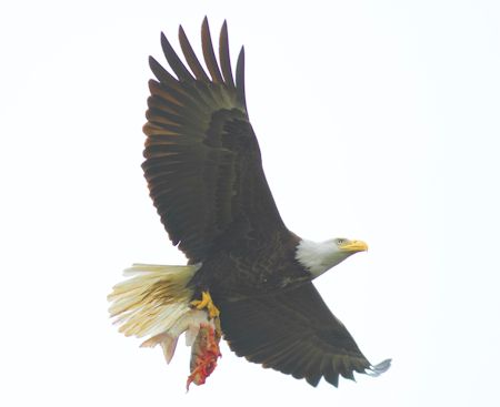 Bald eagle