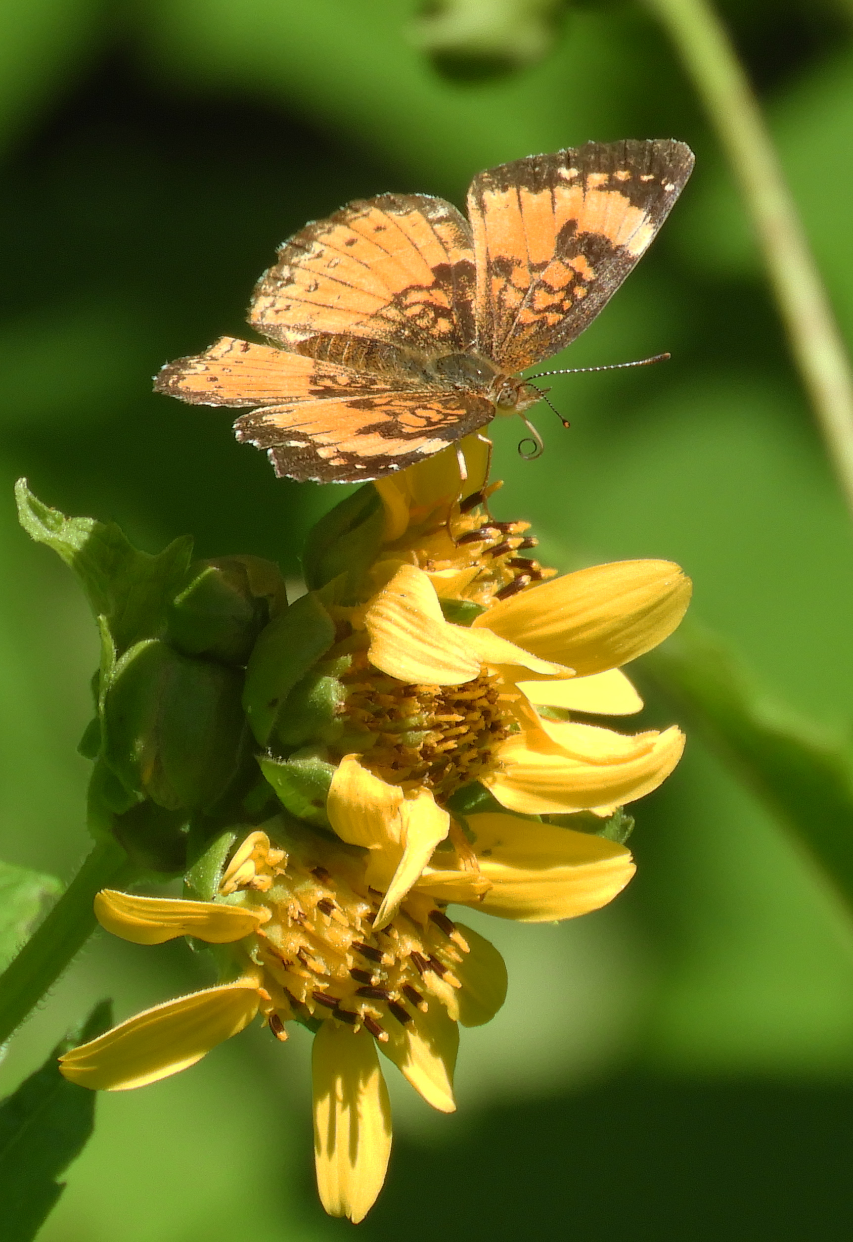 BW silvery checkerspot butterfly