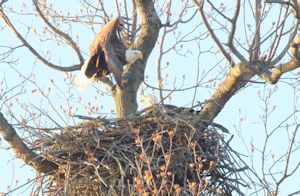 Bald eagle nest