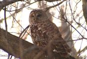 Barred owl