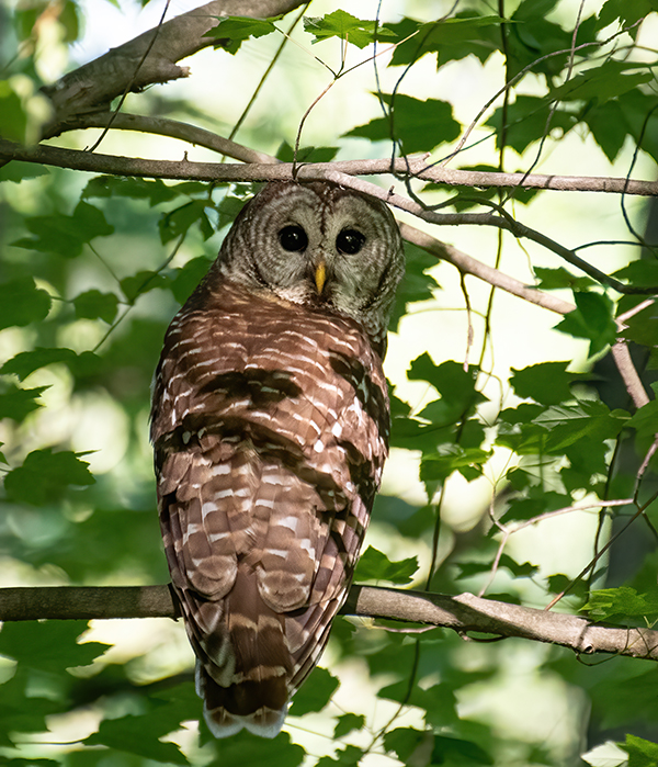 Barred owl gamble lg