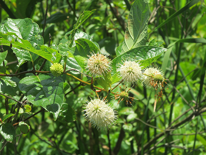 Buttonbush_Cephalanthuys_accidentalis_-_700.jpg