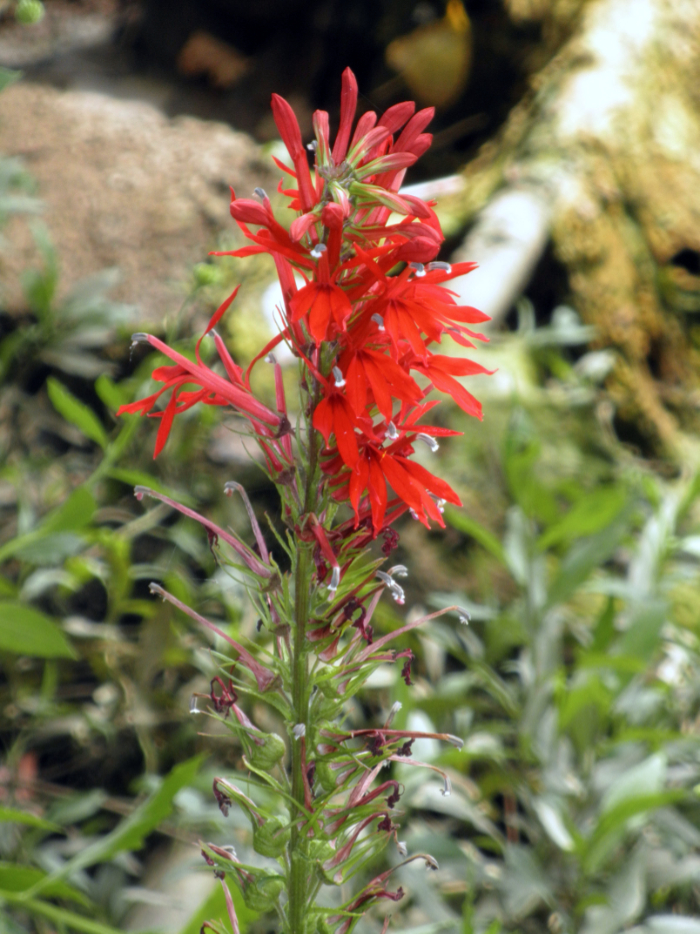 Cardinal flower GB 230726 medium