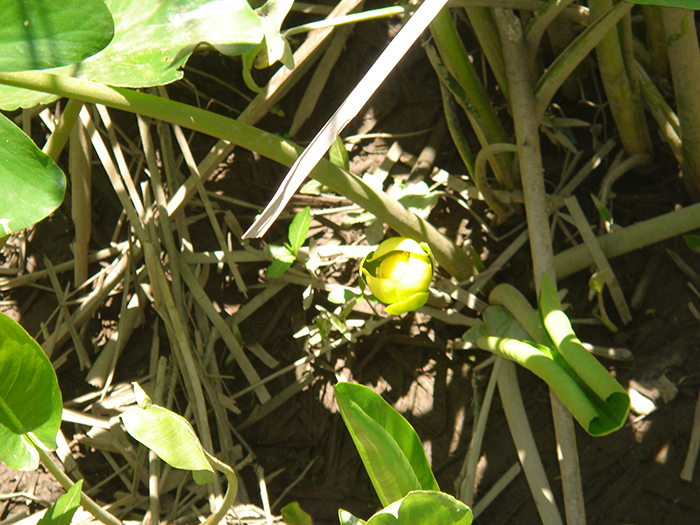 Common_spatterdock_Nuphar_advena_-_700.jpg