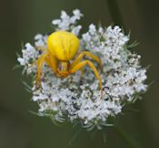 Goldenrod crab spider