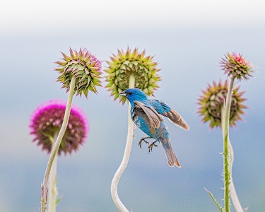 Indigo bunting