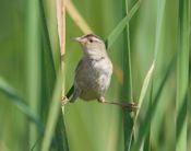 Marsh wren