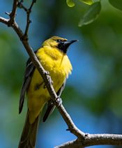 Orchard oriole