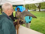 Peregrine falcon