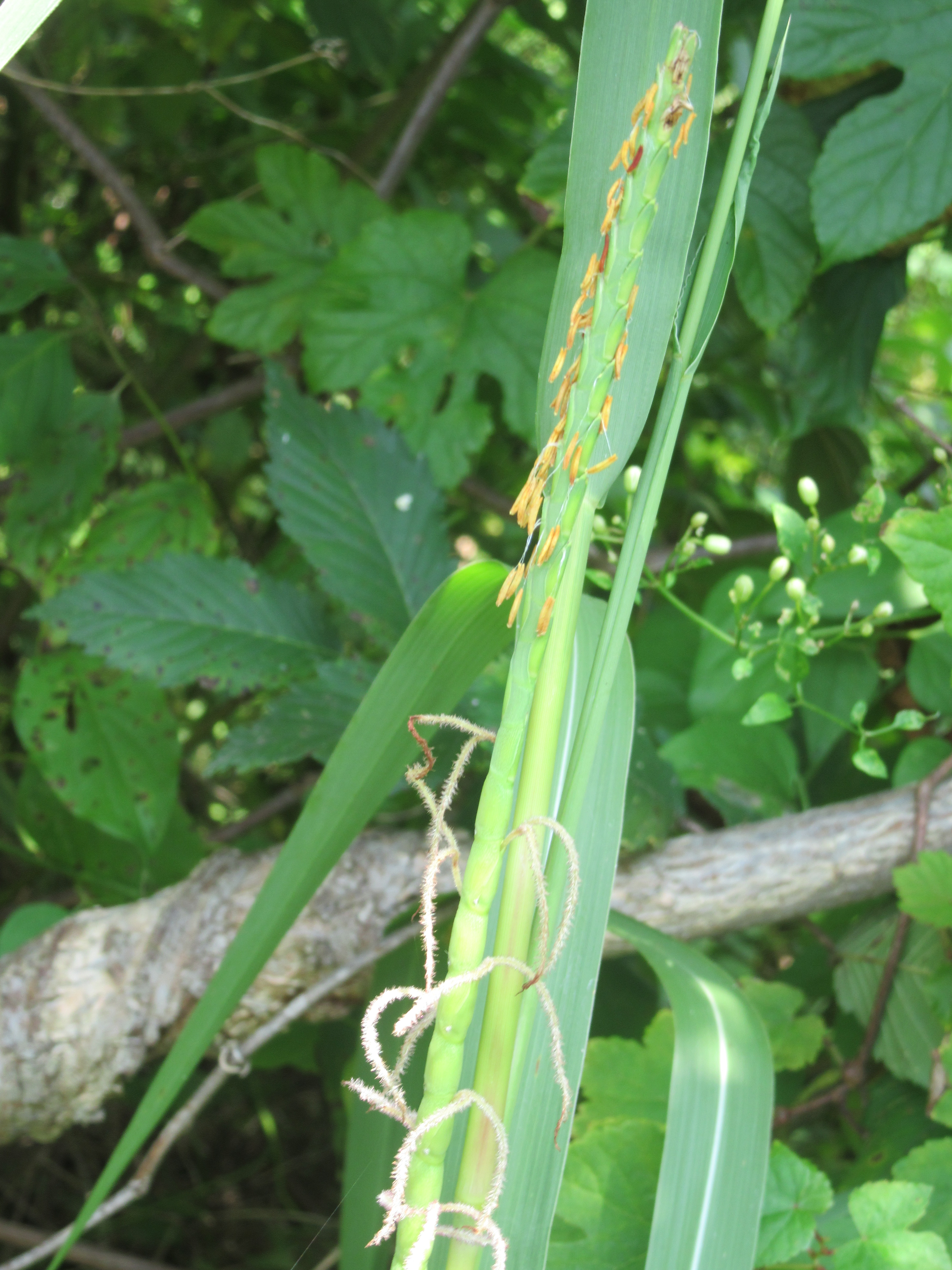 Plant Walk Grass 2 027