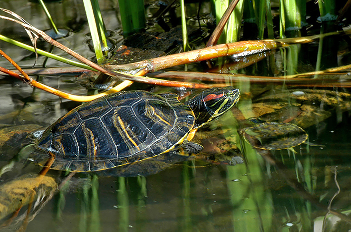 Red-eared_Slider_Trachemys_scripta_elegans-700.jpg