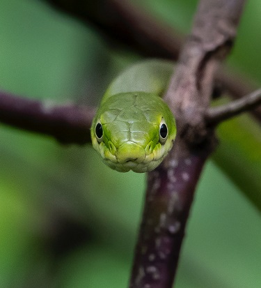 Rough greensnake