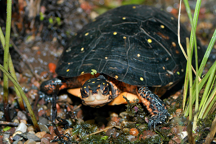 Spotted_Turtle_Clemmys_guttata-700.jpg