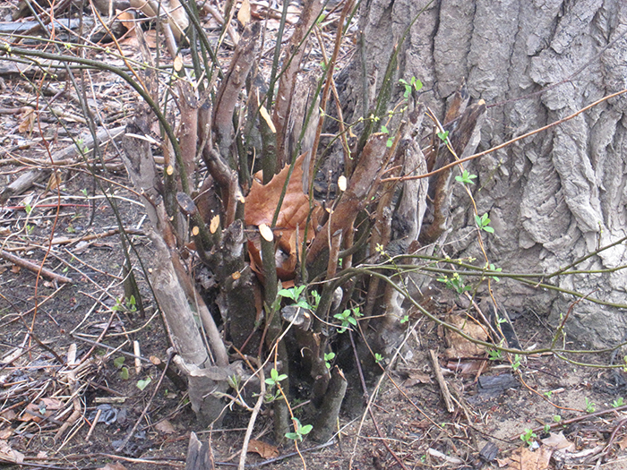 The_group_saw_evidence_of_beavers_all_around-1-700.jpg