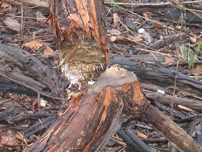 The_group_saw_evidence_of_beavers_all_around-2-700.jpg