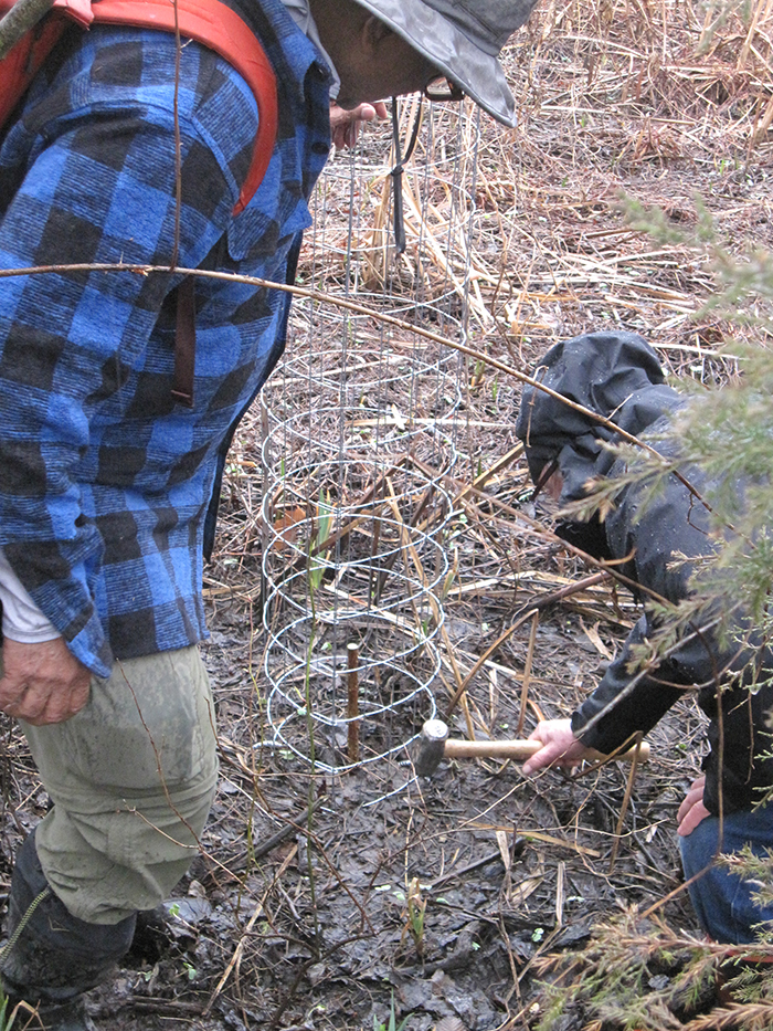 They_secured_the_cages_with_metal_pins_in_the_ground-1-700.jpg