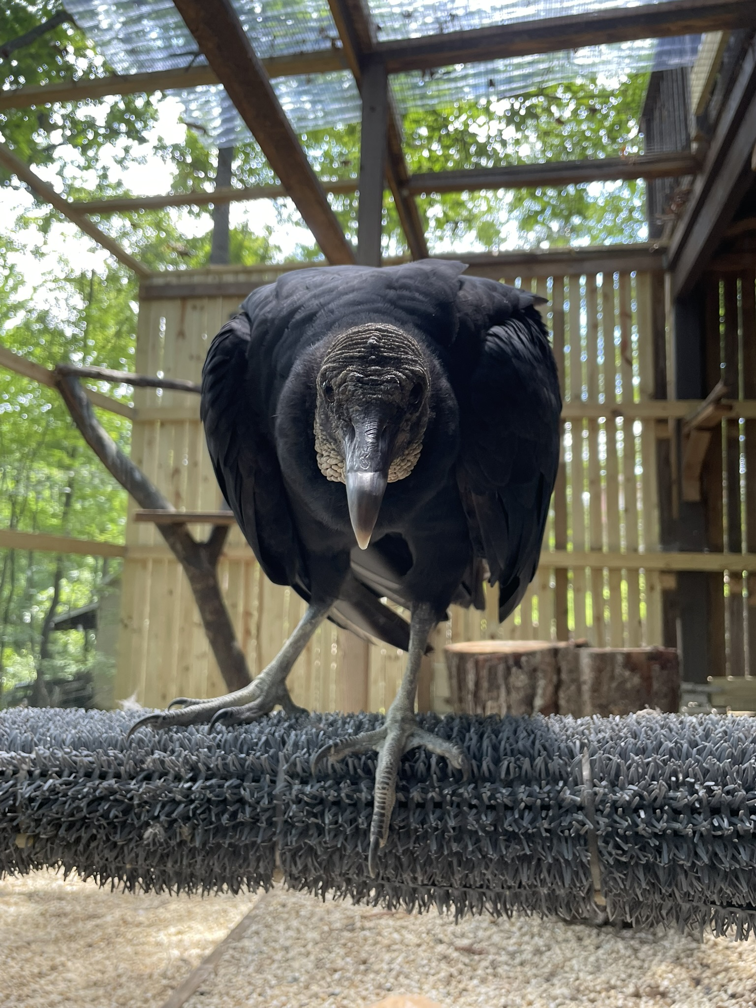 Vulture2Givens png