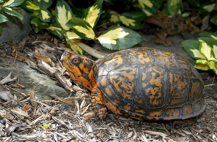 Woodland_Box_Turtle_Terrapene_carolina_carolina-700.jpg