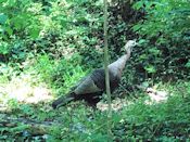 Wild turkey