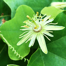 YELLOW PASSION FLOWER Passiflora lutea su kim