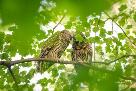 barred owls