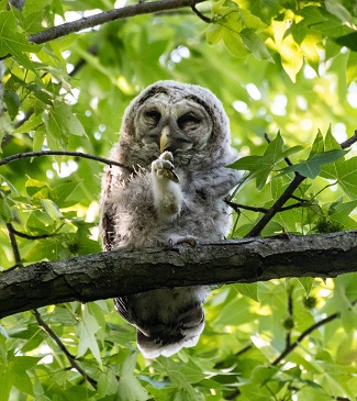 owlet