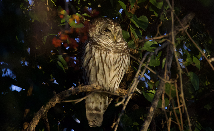 barred owl eder 750 b