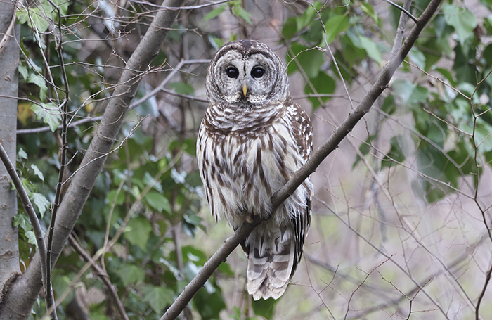 barred owl eder sm