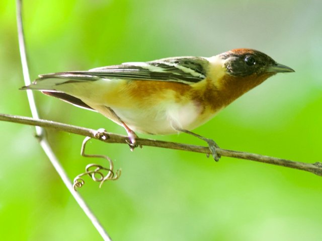 Bay-breasted warbler