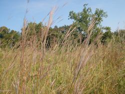 bluestem