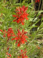 Cardinal flower