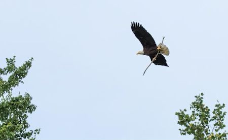 Bald eagle