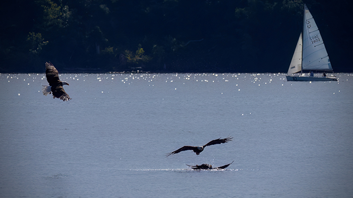 [Photo] Bald eagle attack 2 of 4