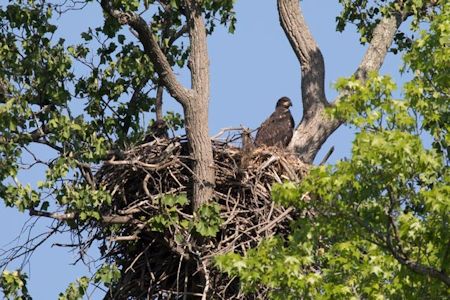 eagle nest