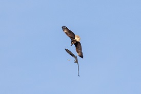 Eagle and osprey