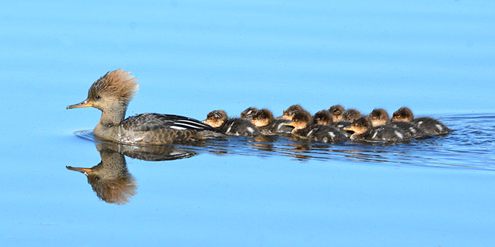 merganser female with ducklings photo by tim hostert