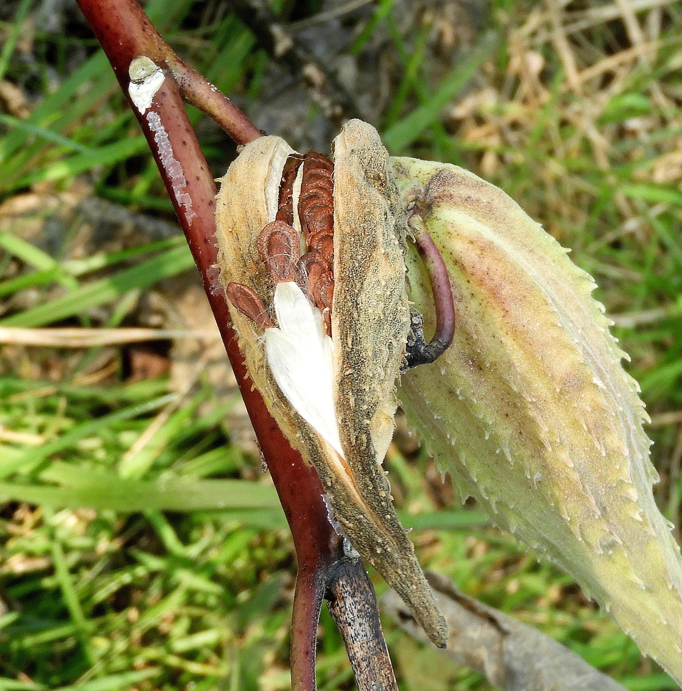 milkweed 2