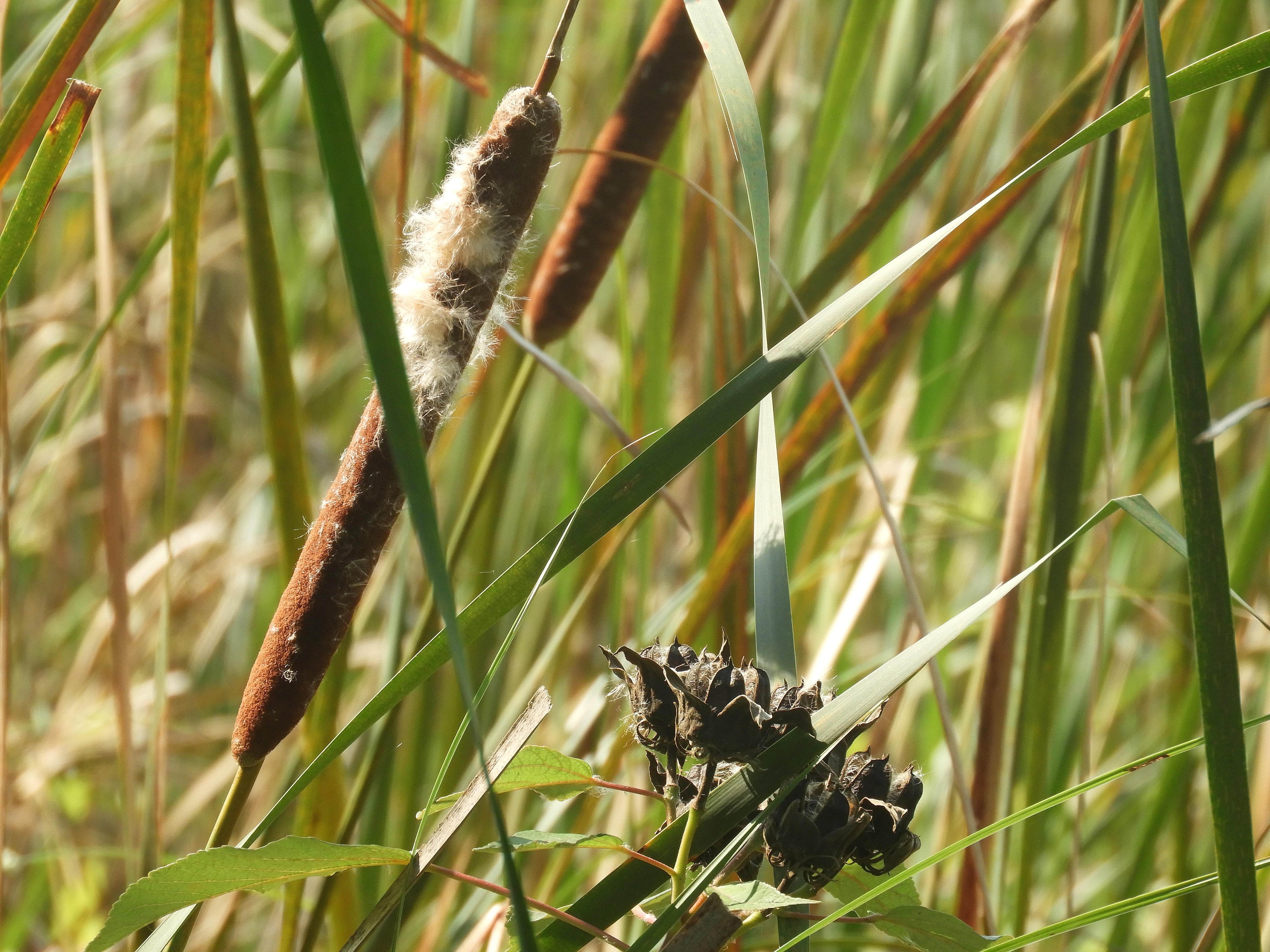 narrow leaf cattail 2