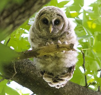 owlet