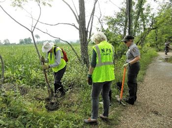 Tree planting