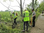 Planting trees