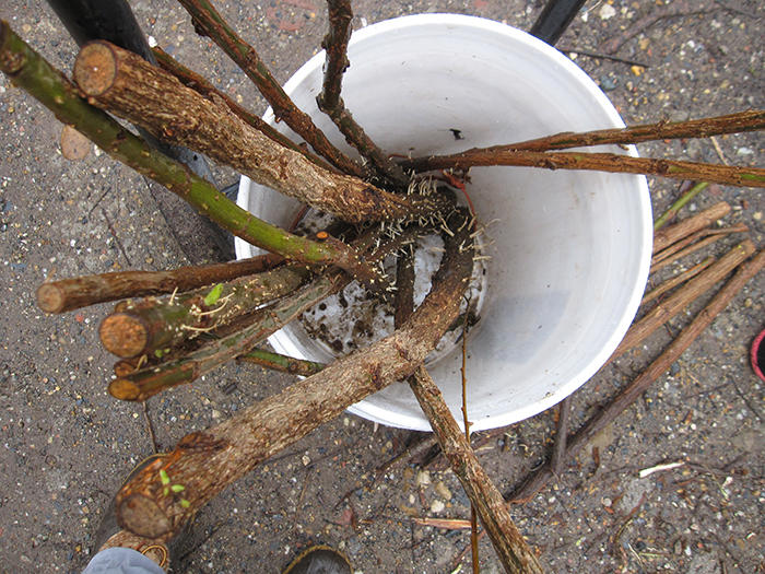 ready-to-plant_stakes_had_buds_or_emerging_leaves_and_white_rootlets-1-700.jpg